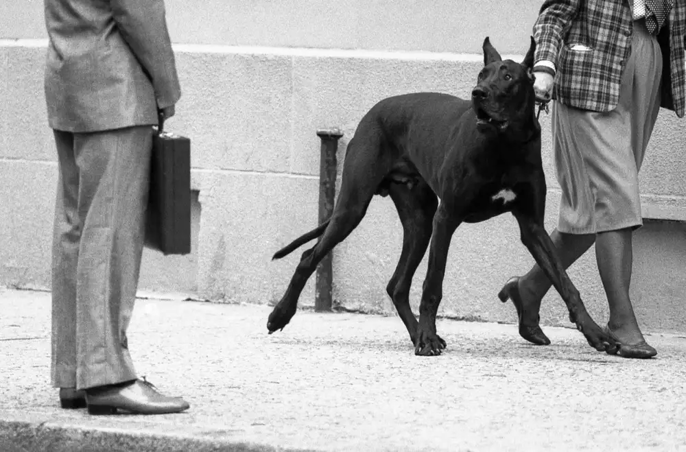 Matthes, Dieter: Leibwächter der Deutschen Dogge (aus der Serie „Boy meets Girl“)