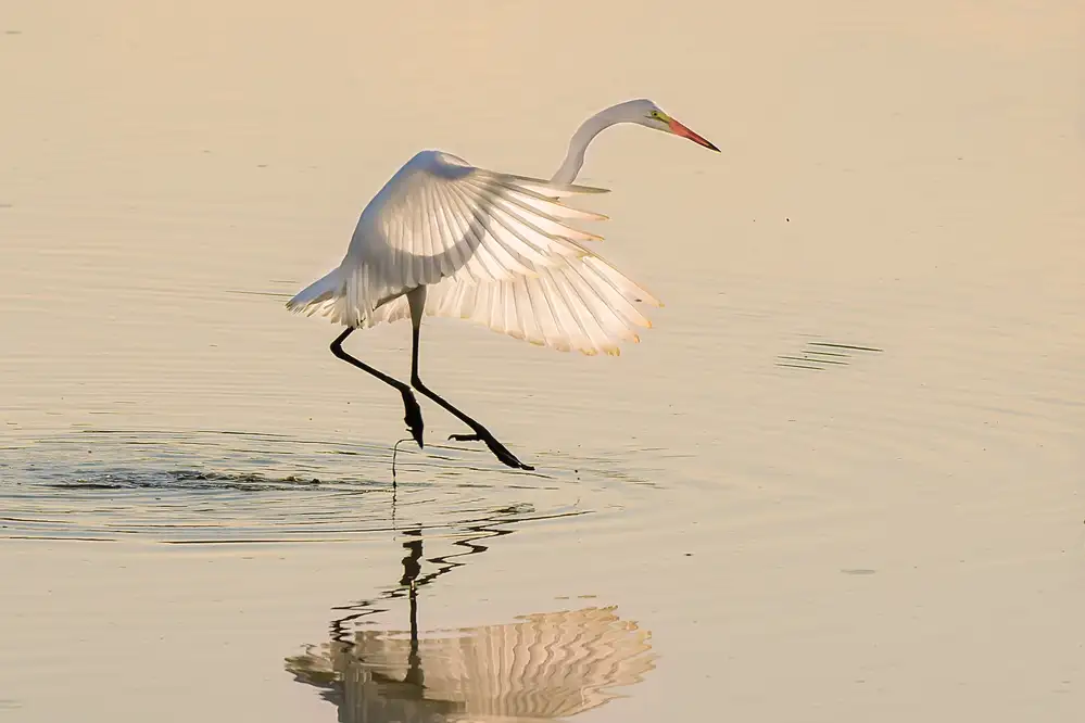 Li, Rob: Ballett auf dem Wasser