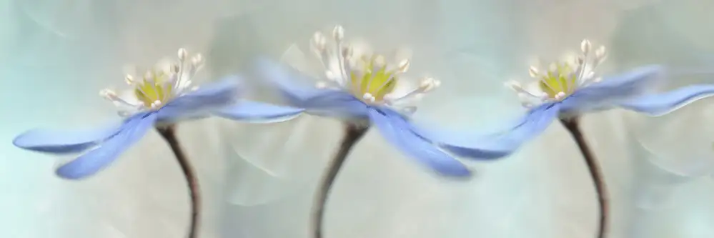 Westum, Heidi: Tanzende Anemonen