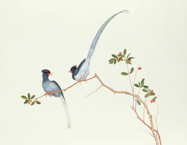 Chinese school: Red Billing Blue Magpies, auf einem Zweig mit roten Beeren, Ch