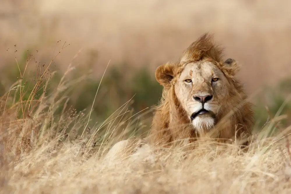 Khataw, Ali: Handsome!