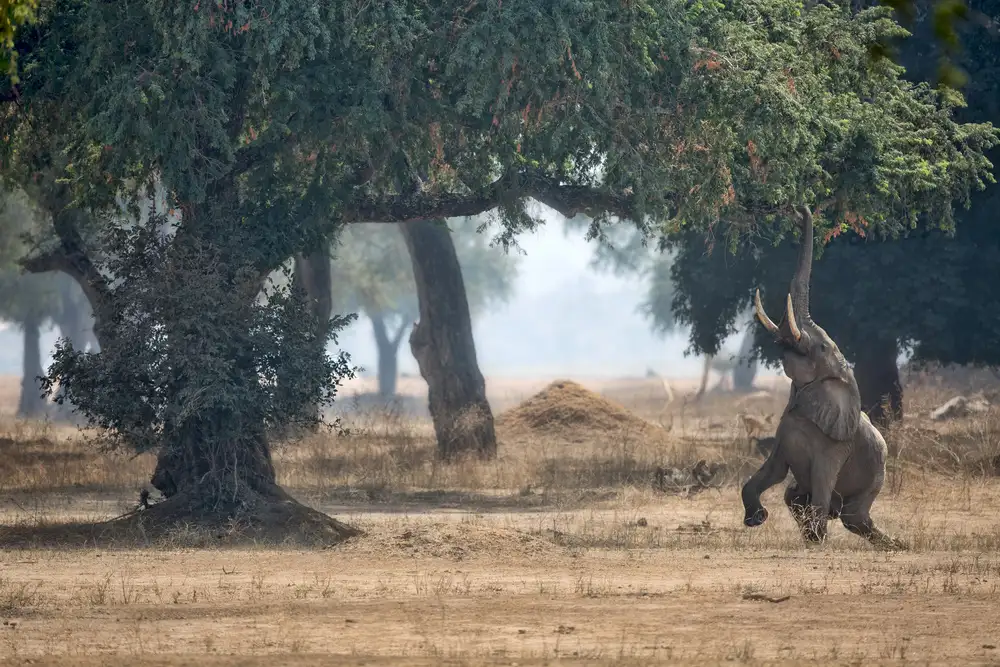 Catta, Alessandro: Tajemství Mana Pools