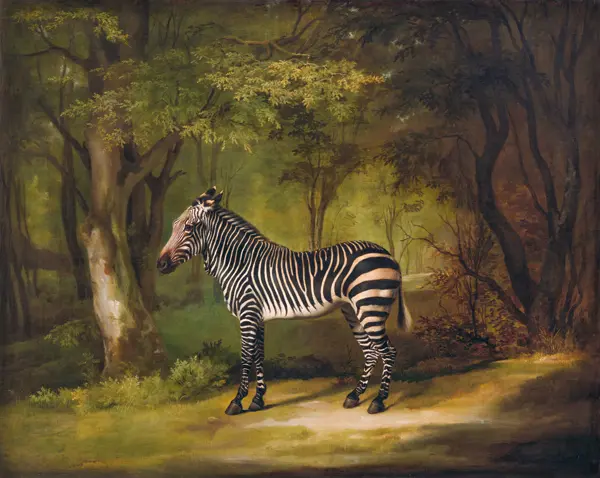 Stubbs, George: Un zèbre