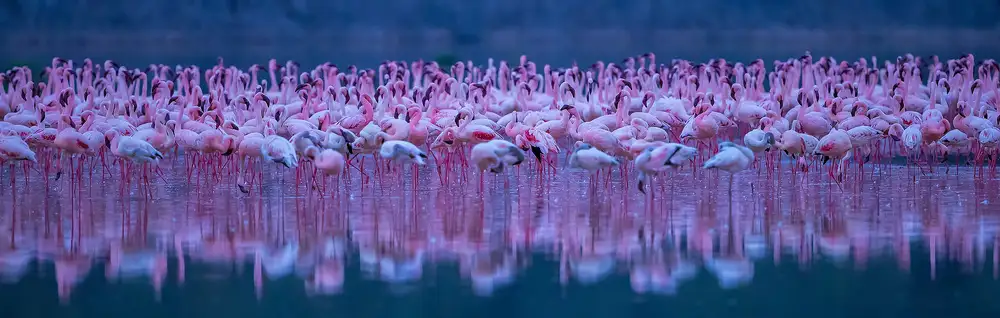Hua, David: Flamingos