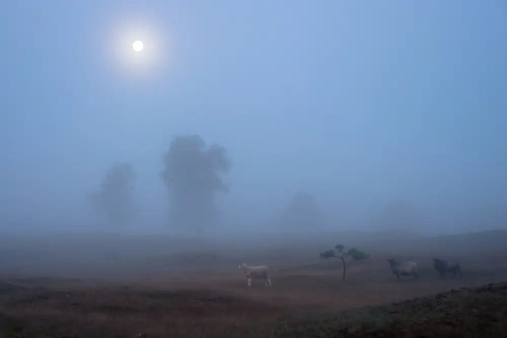 Haaksma, Piet: l'ultimo chiaro di luna....