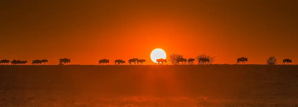 Hua, David: Gnus wandern im goldenen Licht