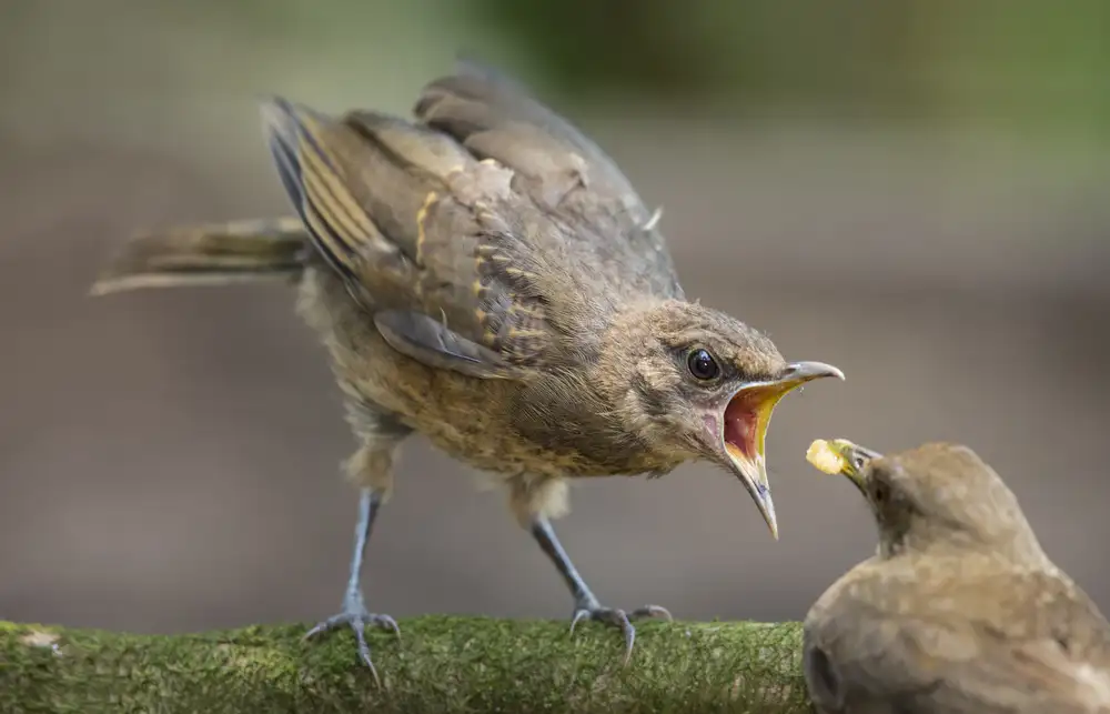 Barsh, Greg: Feed Me!