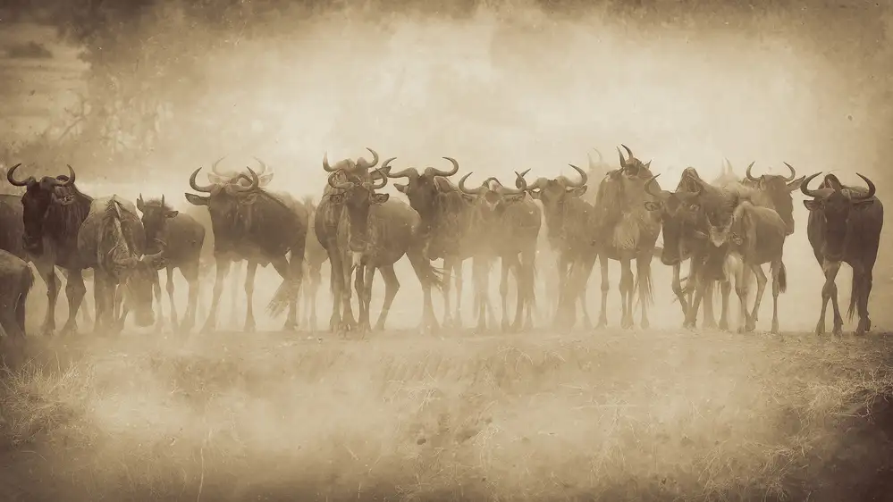 Alnaser, Mohammed: Serengeti neumře