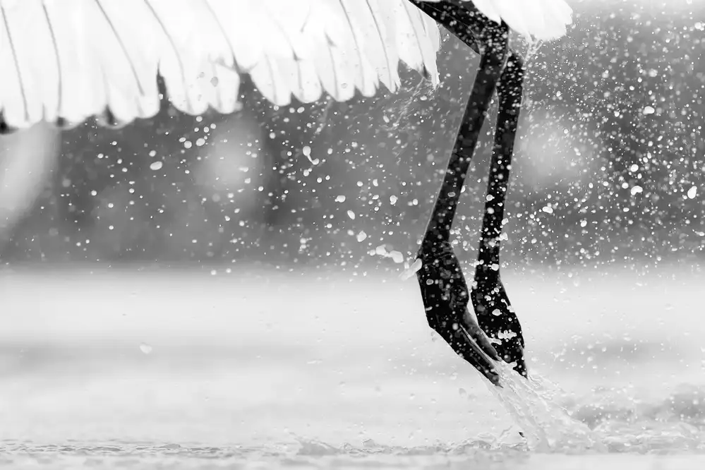 Zuo, Jun: Taking Off