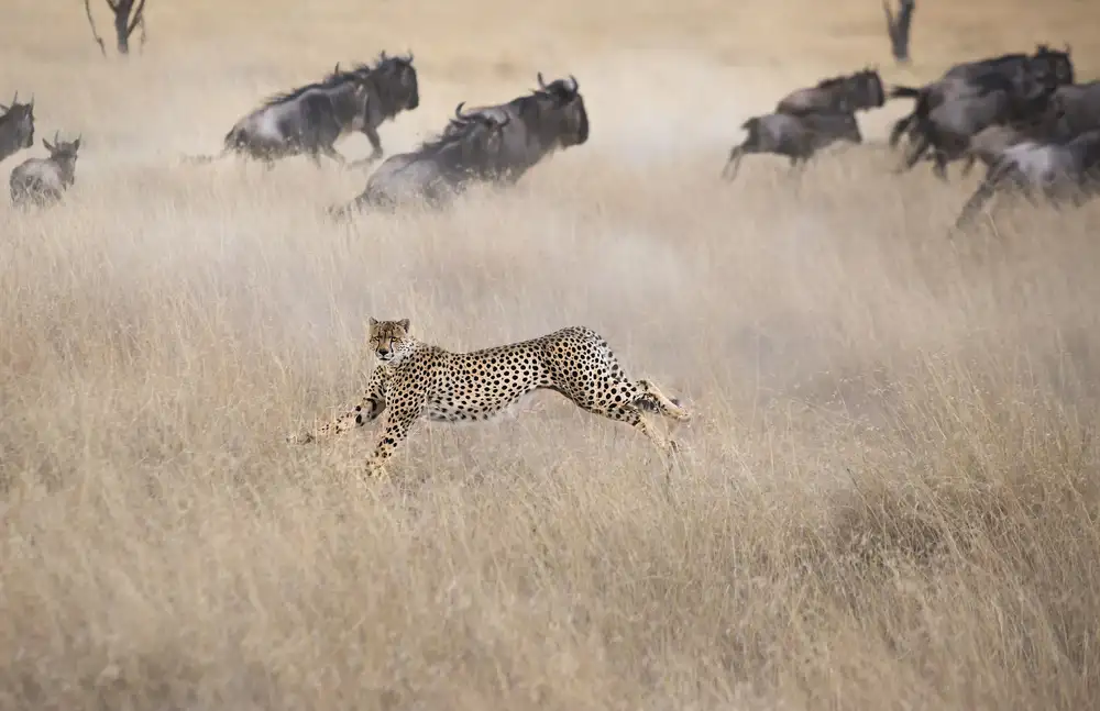 Zuo, Jun: Chasse au guépard