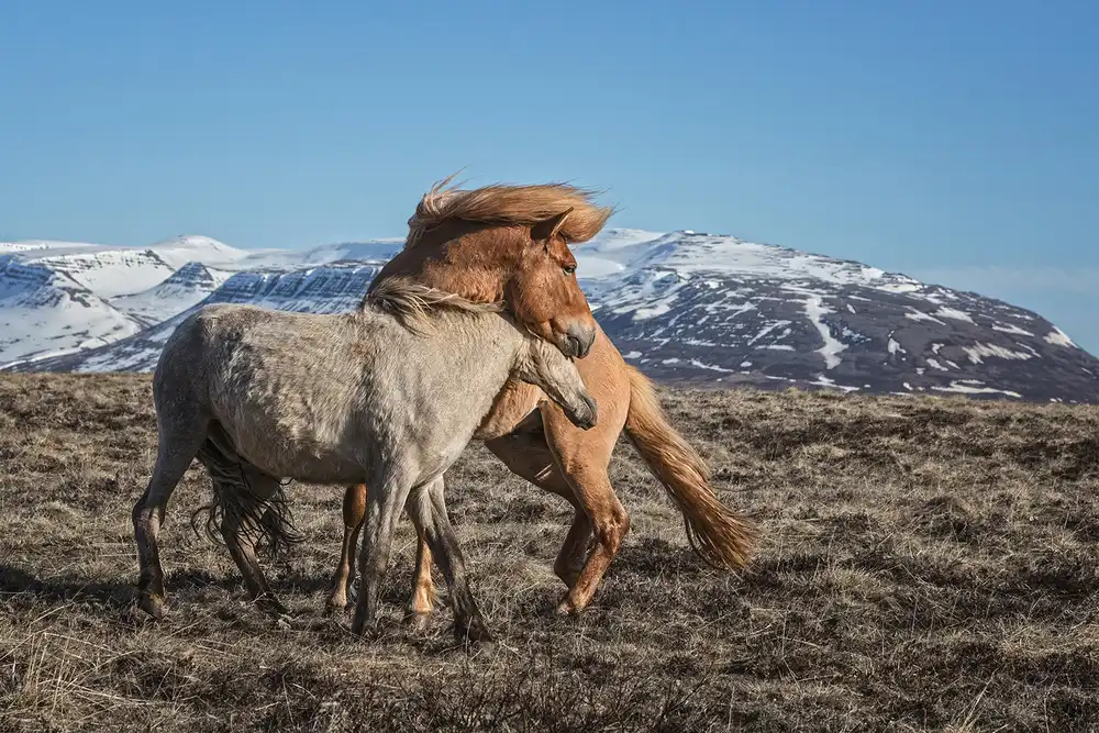 Ingibergsson, Bragi: Caballo alrededor