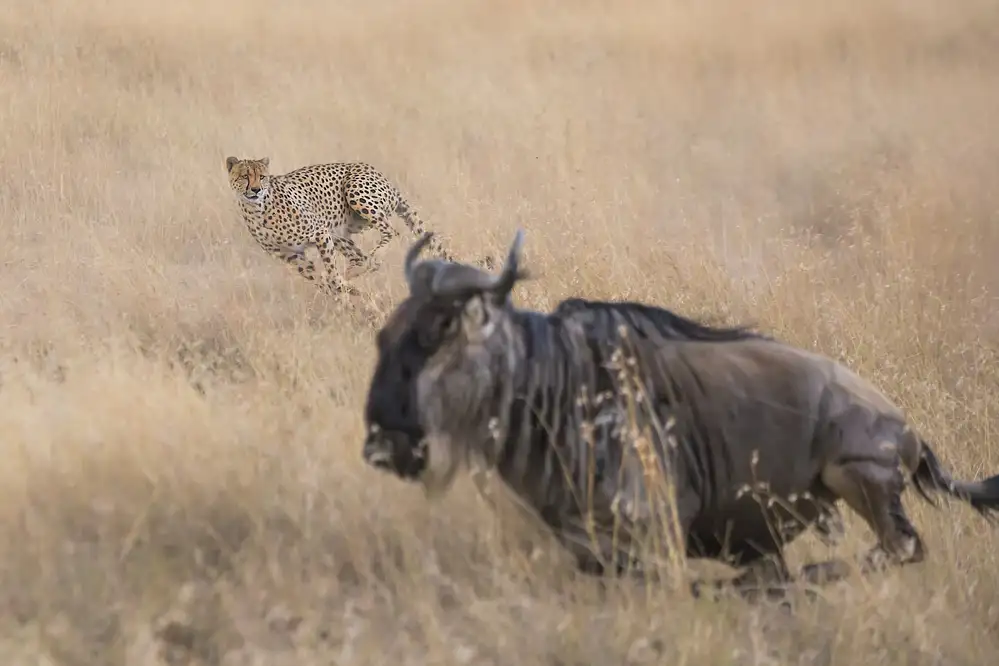 Zuo, Jun: Cheetah Hunting - 2