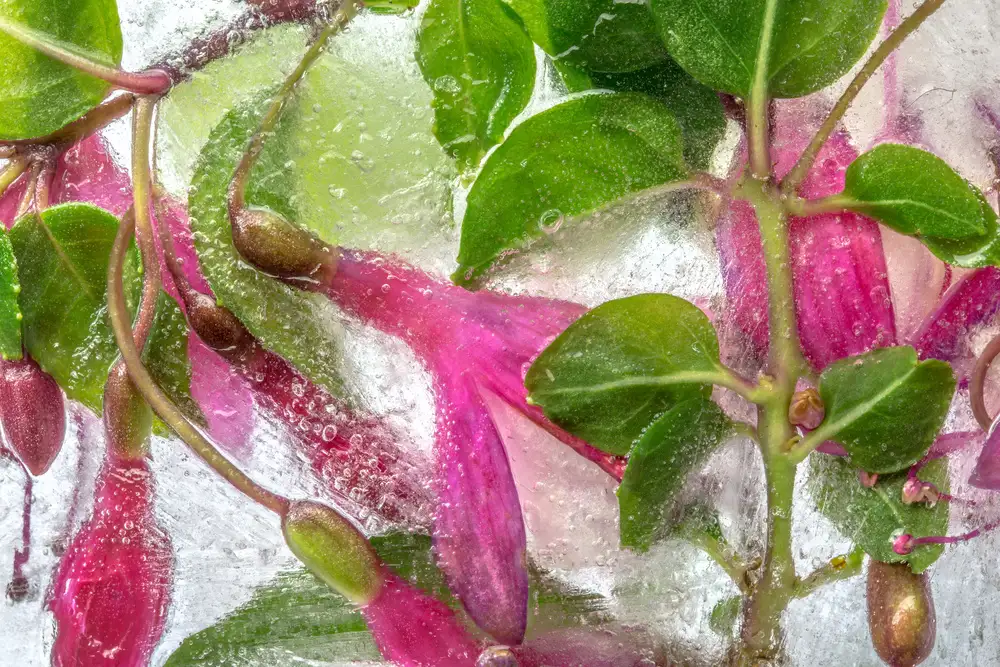 Disher, Mandy: Fuchsie zmrazit
