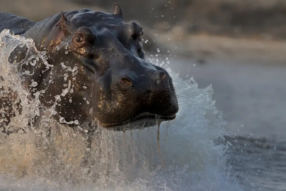 Chang, Phillip: L'hippopotame
