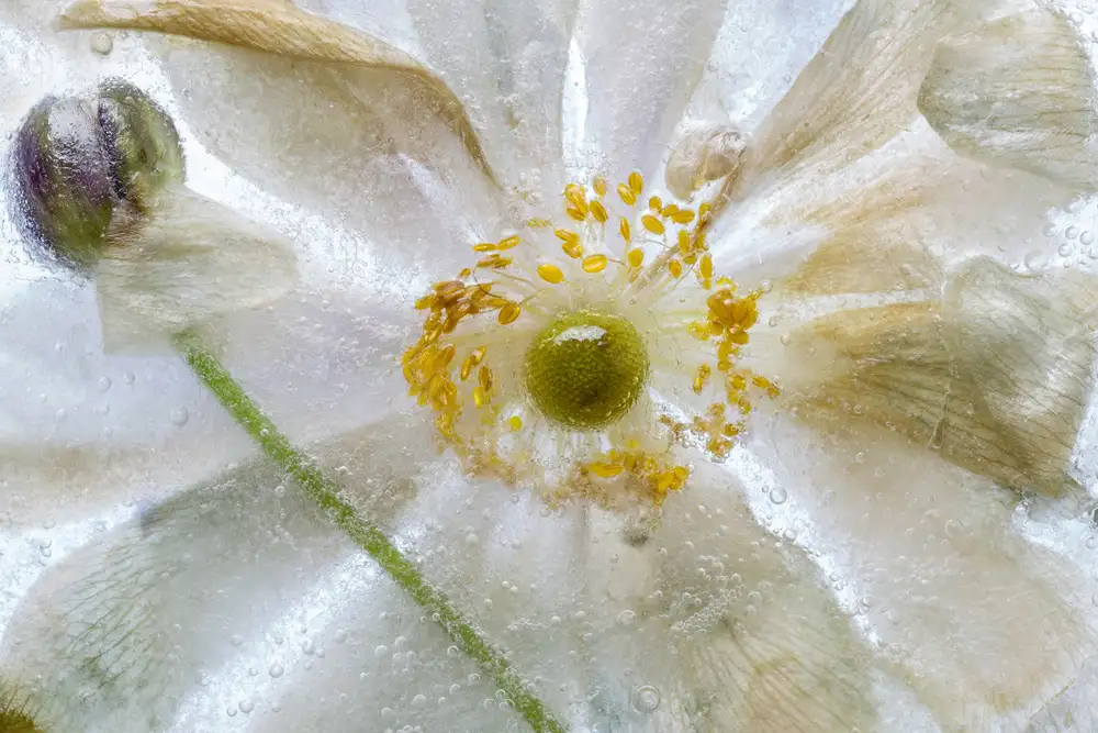 Disher, Mandy: Congelamento floreale