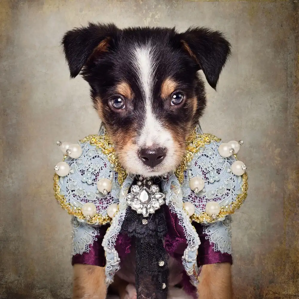 Swarek, Tammy: Progetto Shelter Pets - Loki