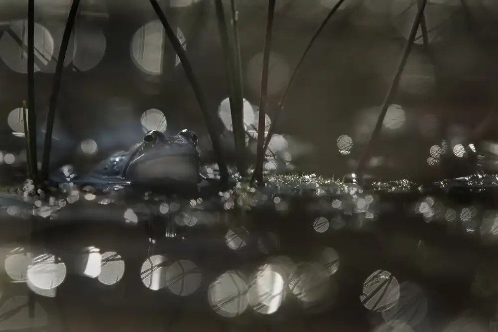 Talen, Nel: Moorfrosch