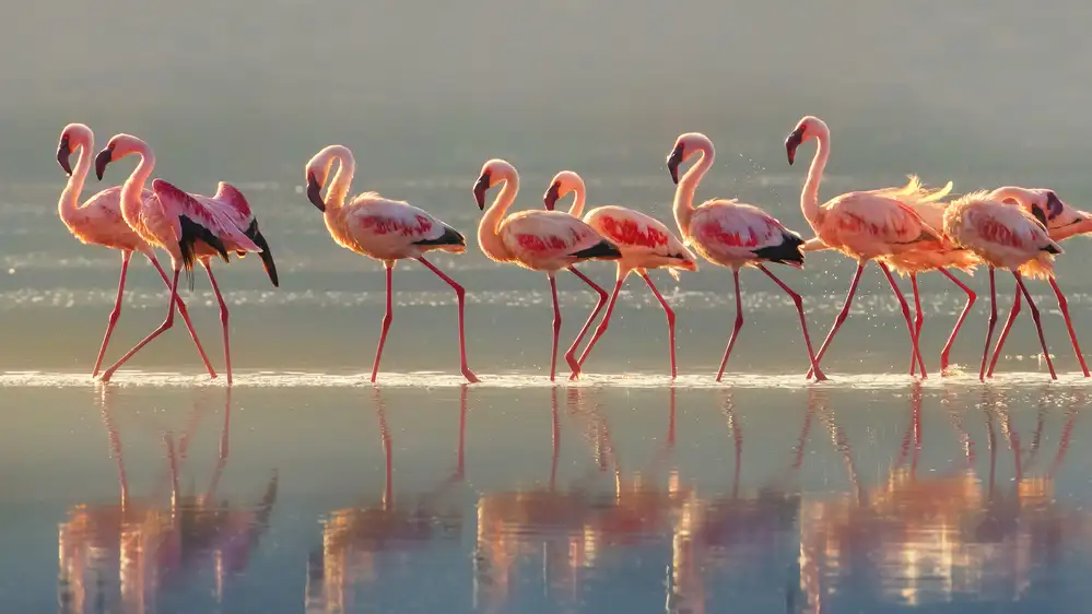 Chang, Phillip: Flamant