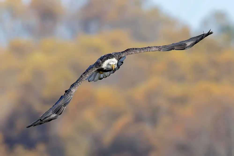 Li, Rob: Weißkopfseeadler-3