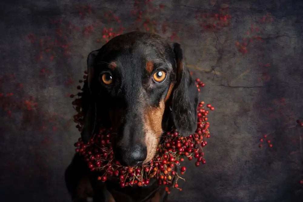 Willers, Heike: al otoño