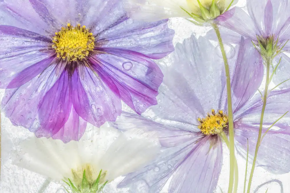 Disher, Mandy: Cosmo fantastico