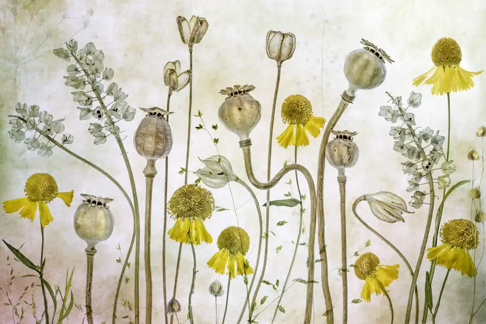 Disher, Mandy: Coquelicots et Helenium