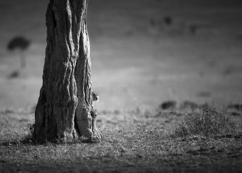 ALnomas, Faisal: Auf die Jagd achten