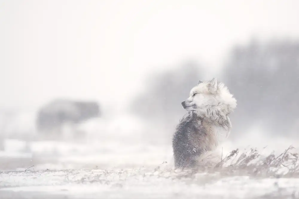 Pozzi, Marco: cani nella tempesta
