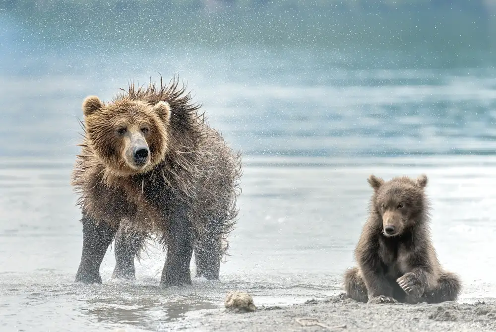 DAmico, Giuseppe: Secouant - Kamchatka,Russie