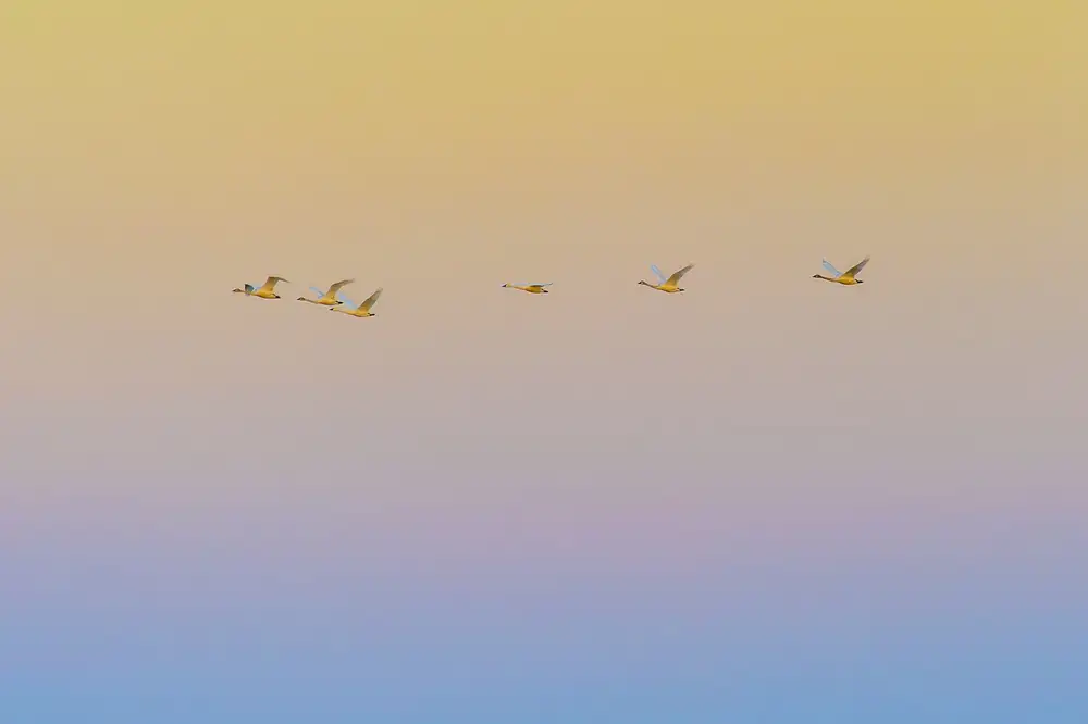 Li, Rob: Sonnenuntergang fliegen