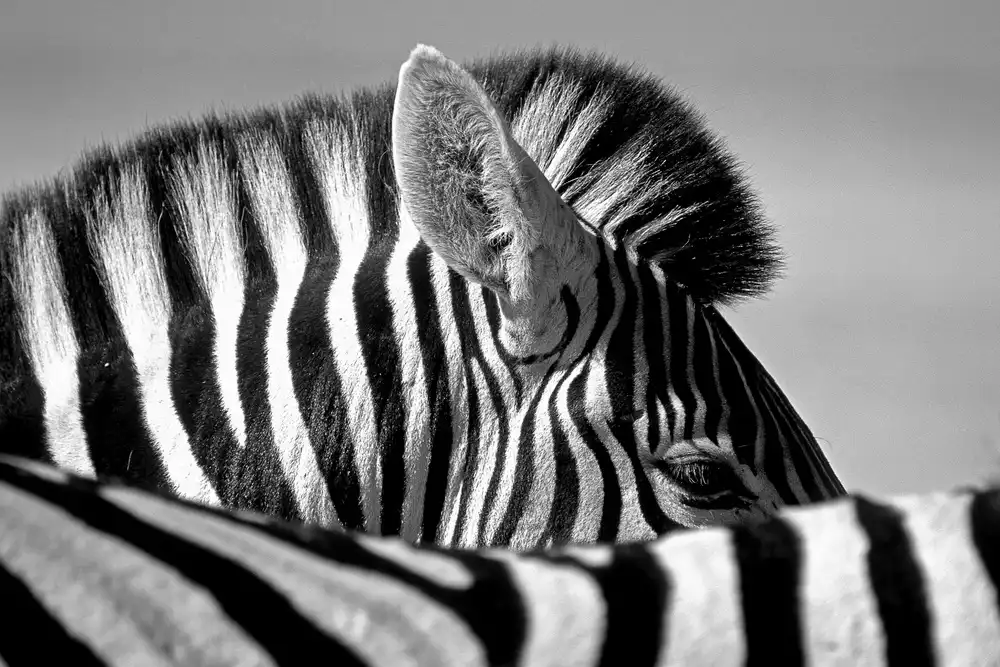 Pelissier, Marc: Zebra curiosa