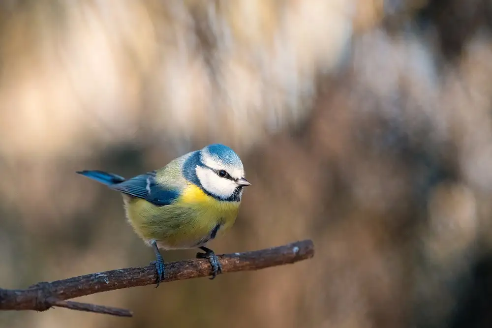Kralik, Rostislav: Parus caeruleus