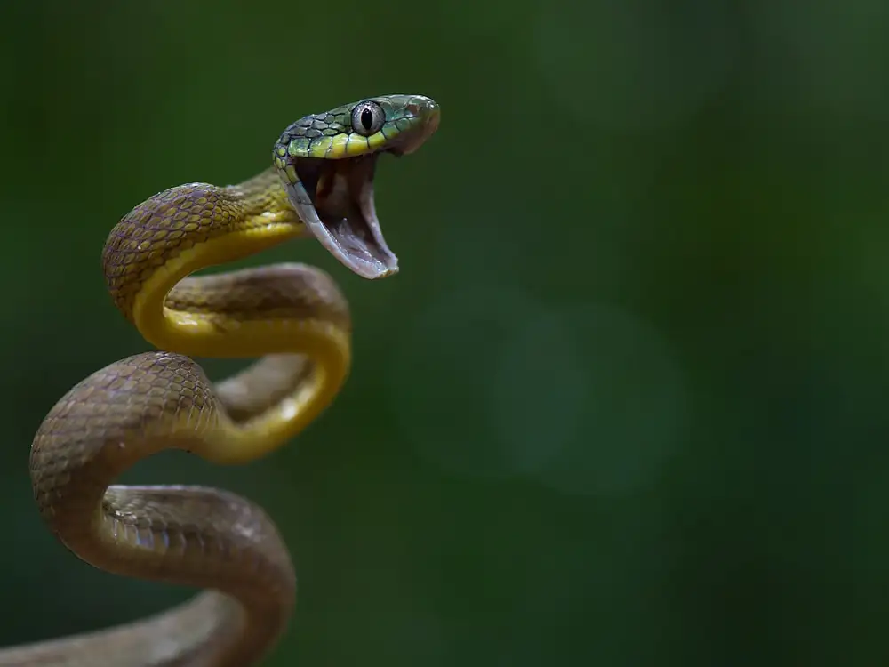 Hakonsen, Thor: Boiga cyanea