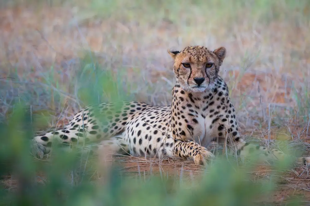 Marchegiani, Roberto: Gepard - Tsavo Ost