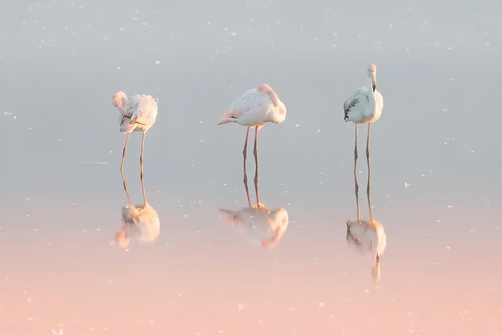 Rublina, Natalia: Drei Flamingos ...