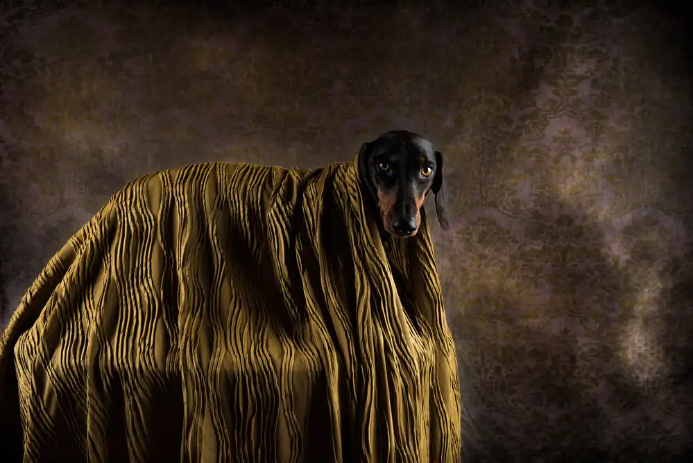 Willers, Heike: Little Dandy