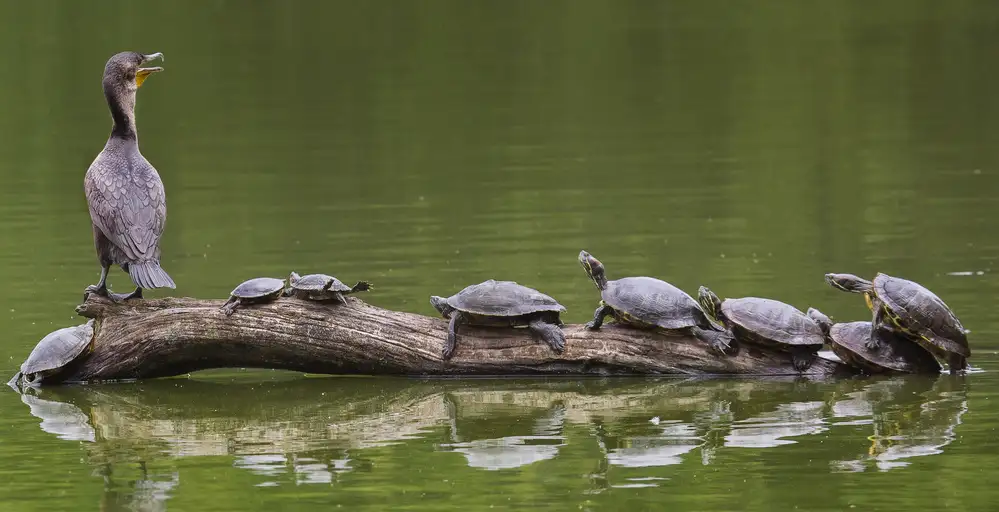 Castellano, Michael: Der Schildkrötenkönig