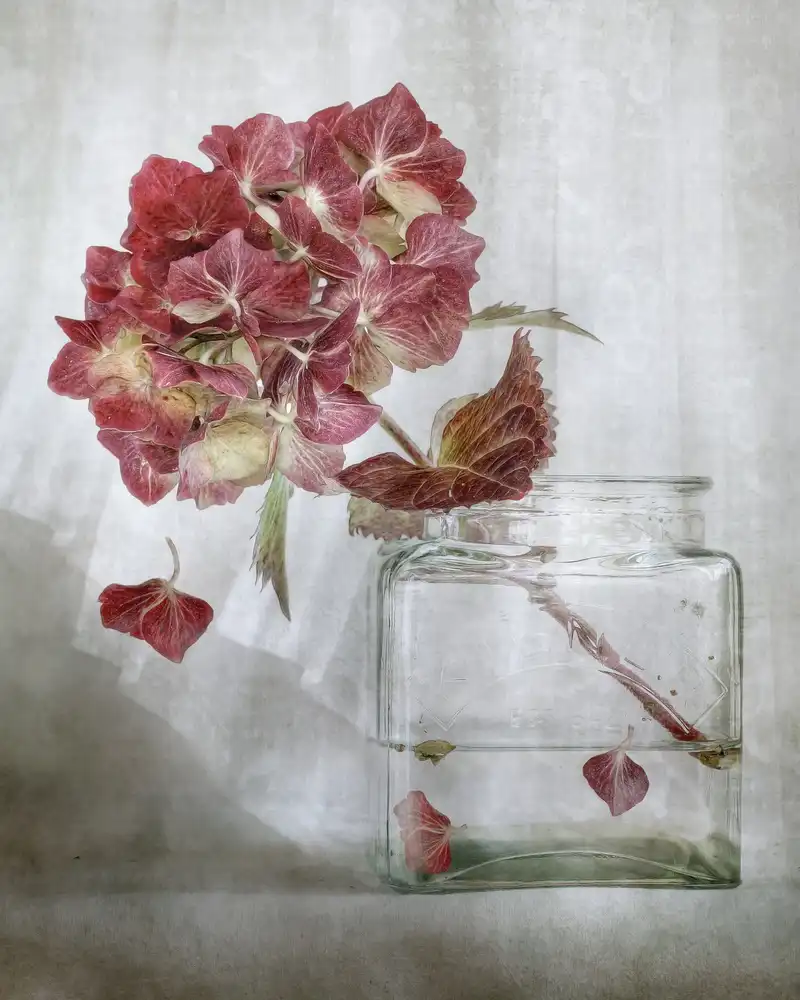 Disher, Mandy: Ortensia