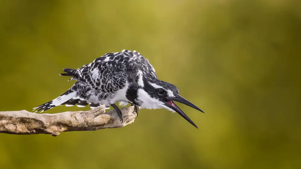 ALnomas, Faisal: Hungriger KingFisher