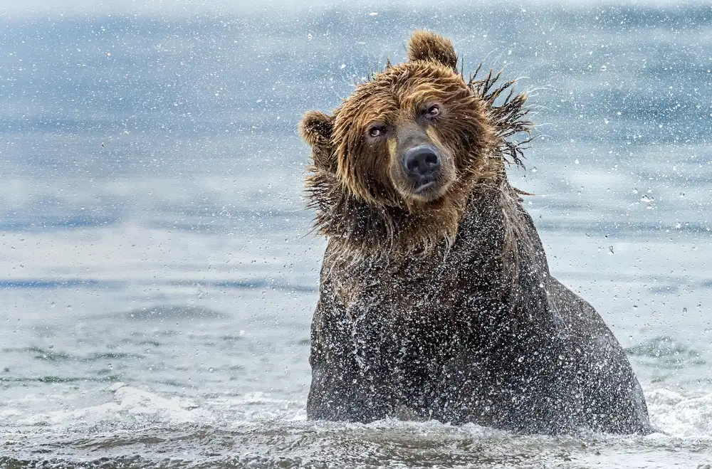 DAmico, Giuseppe: Secouant - Kamchatka,Russie