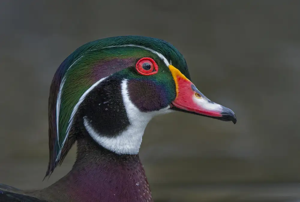 Barsh, Greg: Coat of many colors
