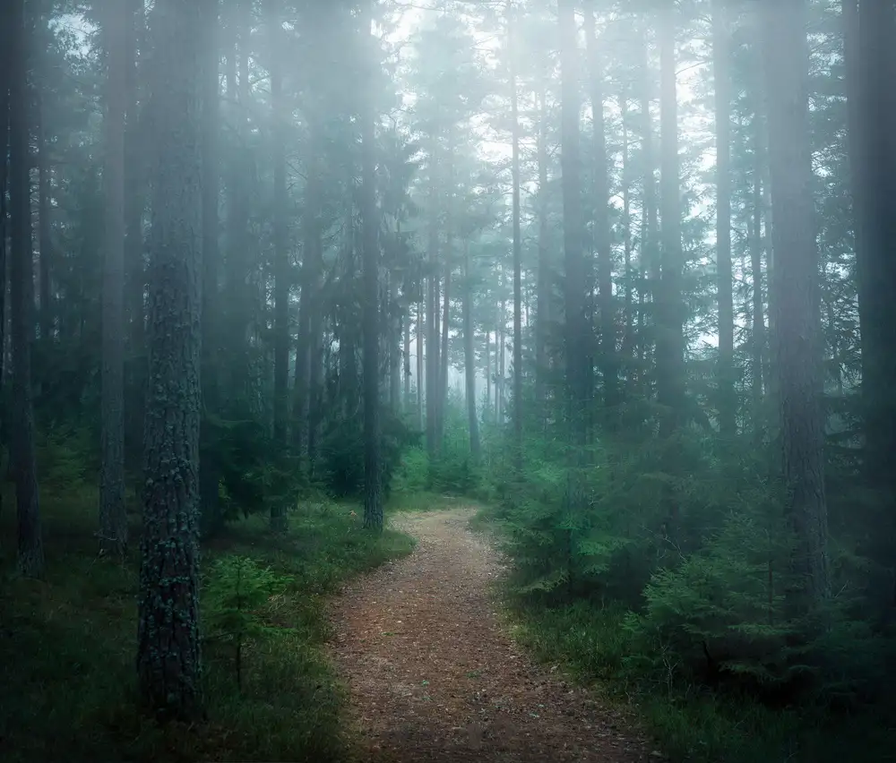 Lindsten, Christian: Der Wald der Geheimnisse