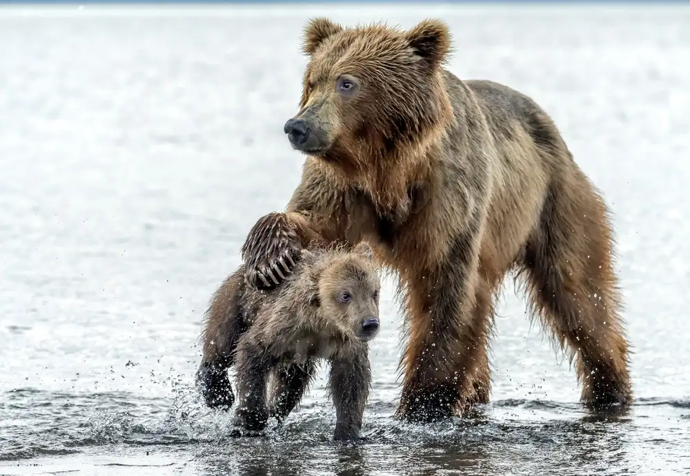 DAmico, Giuseppe: Amour et fermeté - Kamchatka,Russie