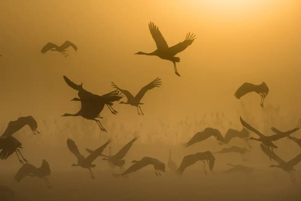 Rosenblatt, Ronen: Sonnenaufgang mit Kranichen