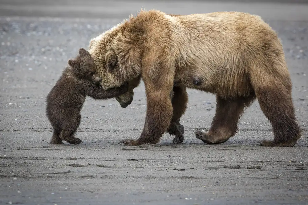 Doyle, Renee: Un petit câlin d'ours