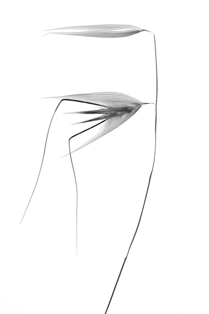 Lagandré, Thierry: in the wind