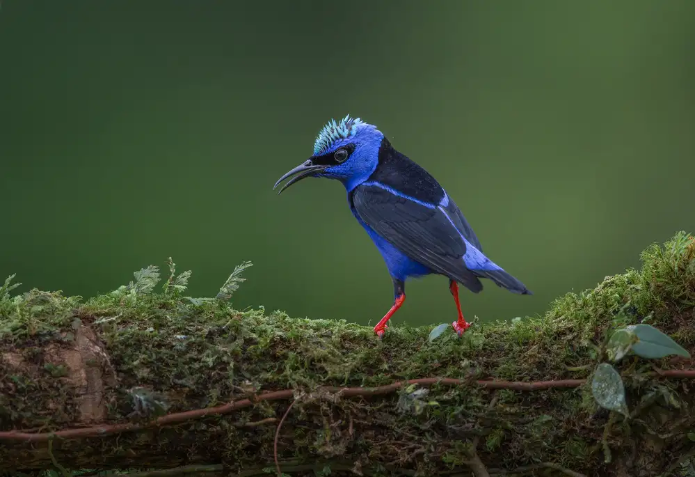 Barsh, Greg: Little but fierce