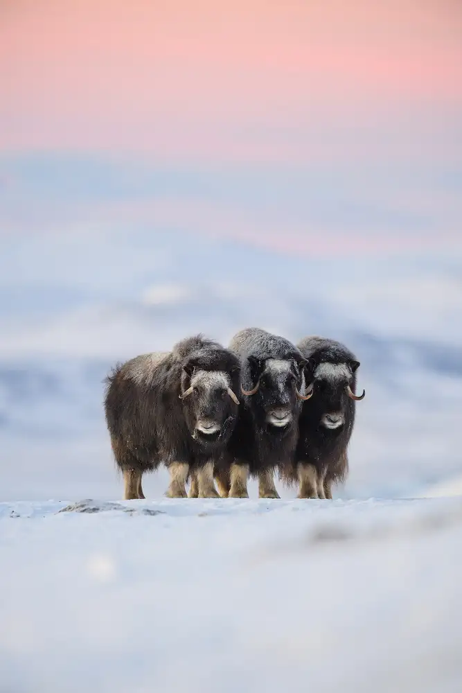 Marchegiani, Roberto: Muskox