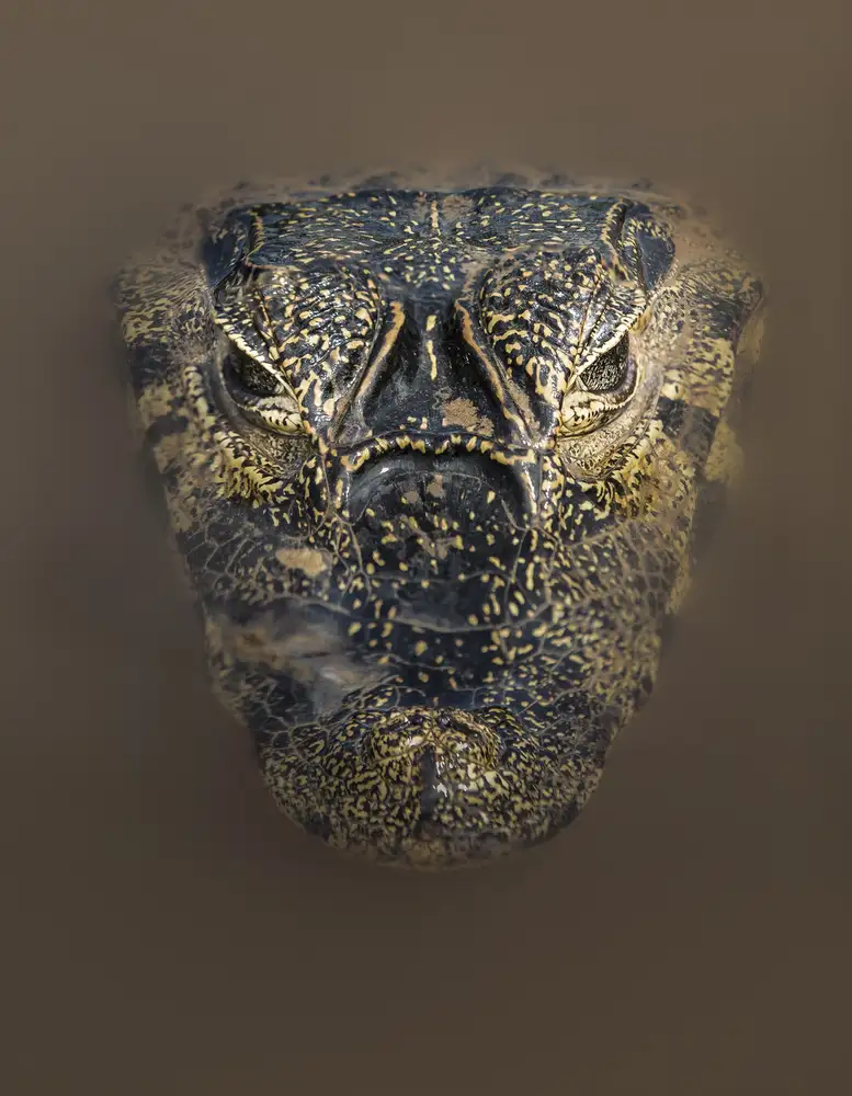 Barsh, Greg: Mud mask