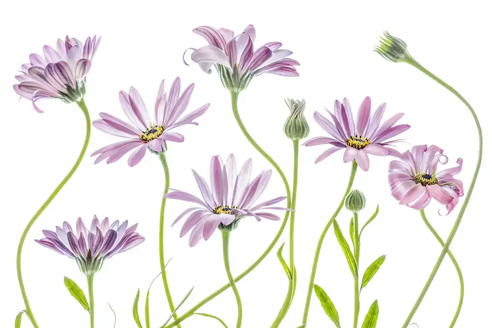 Disher, Mandy: Cape Daisies